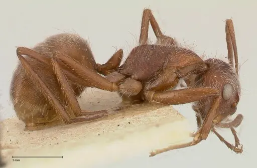 Camponotus formiciformis specimen FOCOL0558 image focol0558_4