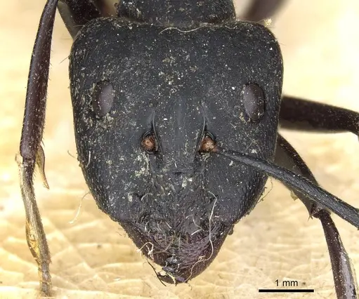Camponotus fornasinii specimen CASENT0905314 image casent0905314_2