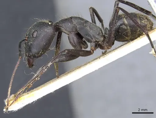 Camponotus fornasinii specimen CASENT0905314 image casent0905314_3