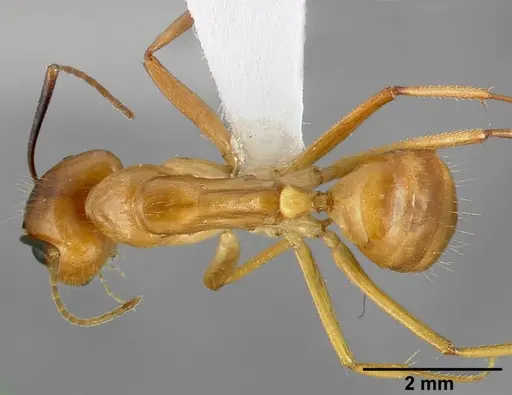 Camponotus fragilis specimen CASENT0005344 image casent0005344_1