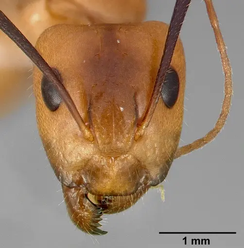 Camponotus fragilis specimen CASENT0005344 image casent0005344_2