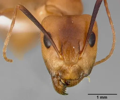 Camponotus fragilis specimen CASENT0005344 image casent0005344_3