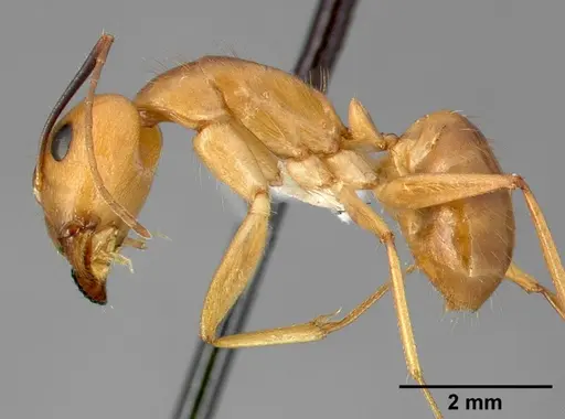 Camponotus fragilis specimen CASENT0005344 image casent0005344_4