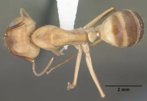 Camponotus fragilis specimen CASENT0102792 image casent0102792_1