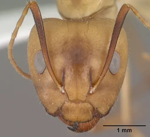 Camponotus fragilis specimen CASENT0102792 image casent0102792_2