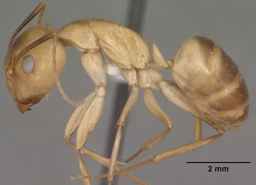 Camponotus fragilis specimen CASENT0102792 image casent0102792_3