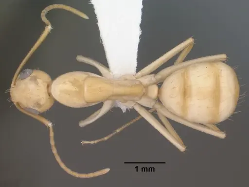Camponotus fragilis specimen CASENT0102793 image casent0102793_1