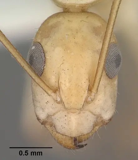 Camponotus fragilis specimen CASENT0102793 image casent0102793_2