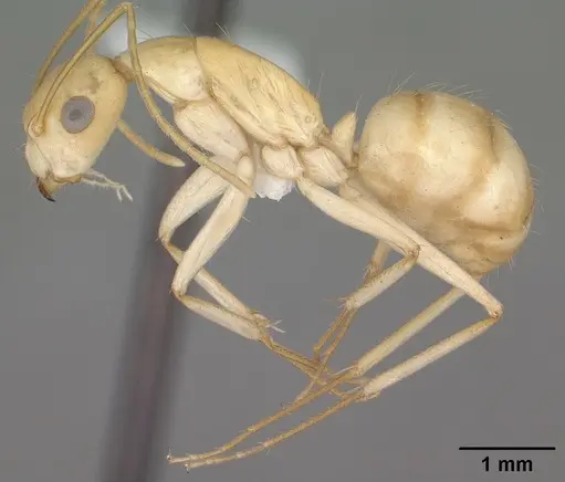 Camponotus fragilis specimen CASENT0102793 image casent0102793_3