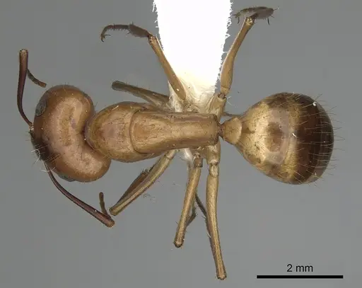 Camponotus fragilis specimen CASENT0280027 image casent0280027_1