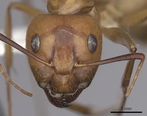 Camponotus fragilis specimen CASENT0280027 image casent0280027_2