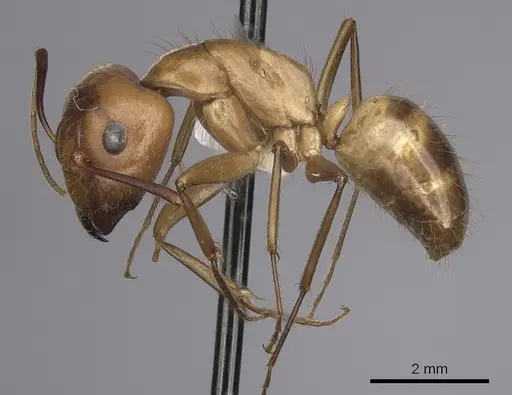 Camponotus fragilis specimen CASENT0280027 image casent0280027_3