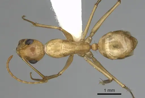 Camponotus fragilis specimen CASENT0280028 image casent0280028_1