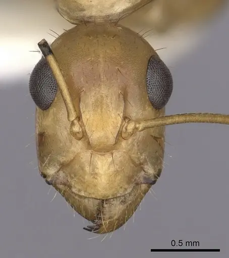 Camponotus fragilis specimen CASENT0280028 image casent0280028_2