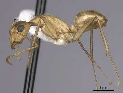 Camponotus fragilis specimen CASENT0280028 image casent0280028_3