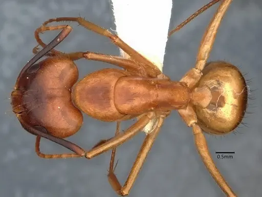 Camponotus fragilis specimen CASENT0882188 image casent0882188_1