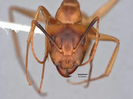 Camponotus fragilis specimen CASENT0882188 image casent0882188_2