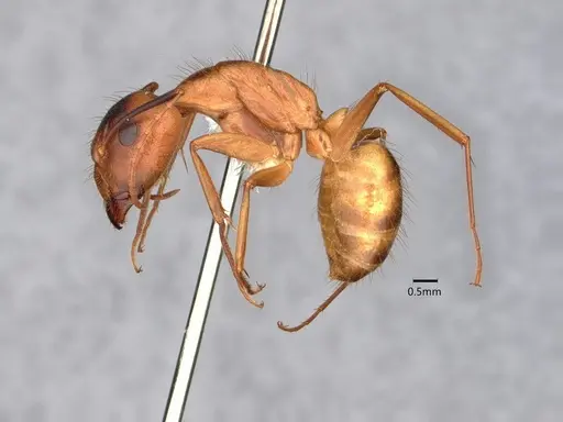 Camponotus fragilis specimen CASENT0882188 image casent0882188_3