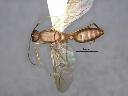 Camponotus fragilis specimen CASENT0884381 image casent0884381_1