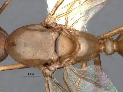 Camponotus fragilis specimen CASENT0884381 image casent0884381_2