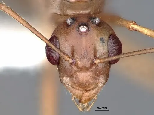Camponotus fragilis specimen CASENT0884381 image casent0884381_3