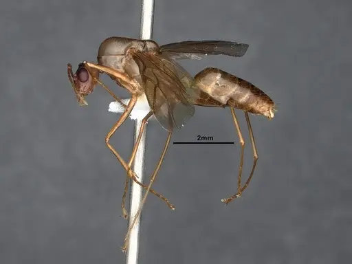 Camponotus fragilis specimen CASENT0884381 image casent0884381_4
