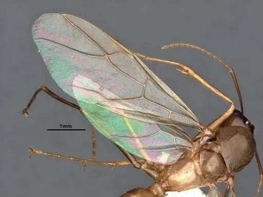 Camponotus fragilis specimen CASENT0884381 image casent0884381_5