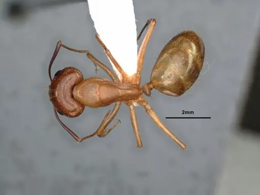 Camponotus fragilis specimen CASENT0886858 image casent0886858_1
