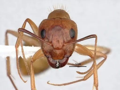 Camponotus fragilis specimen CASENT0886858 image casent0886858_2