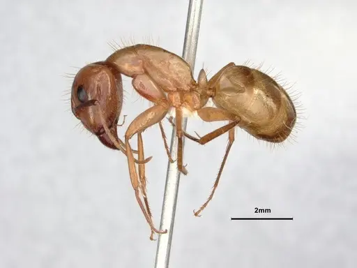 Camponotus fragilis specimen CASENT0886858 image casent0886858_3
