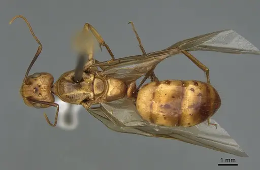 Camponotus fragilis specimen CASENT0923689 image casent0923689_1