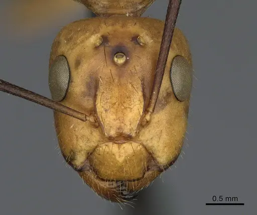 Camponotus fragilis specimen CASENT0923689 image casent0923689_2