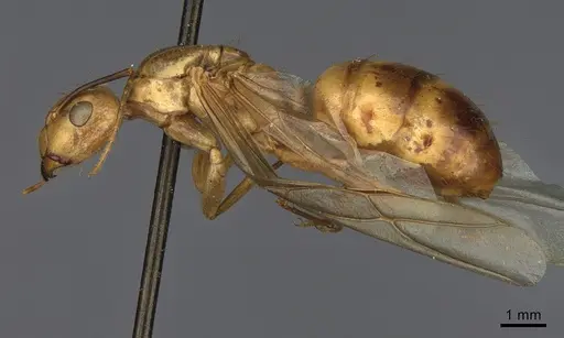 Camponotus fragilis specimen CASENT0923689 image casent0923689_3