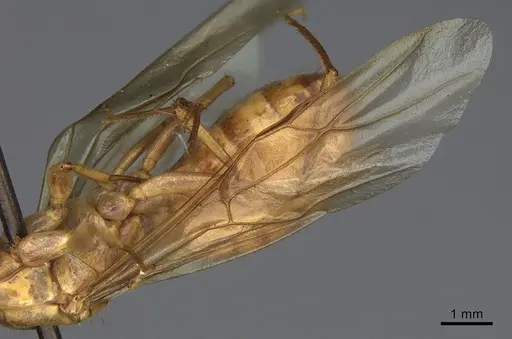 Camponotus fragilis specimen CASENT0923689 image casent0923689_4