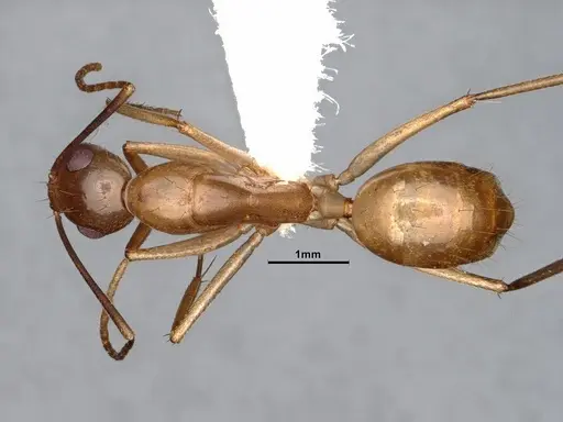Camponotus fragilis specimen CASENT4031317 image casent4031317_1