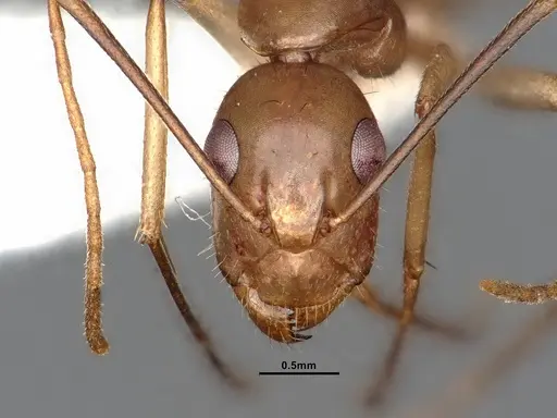 Camponotus fragilis specimen CASENT4031317 image casent4031317_2