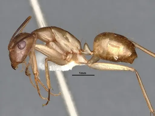 Camponotus fragilis specimen CASENT4031317 image casent4031317_3