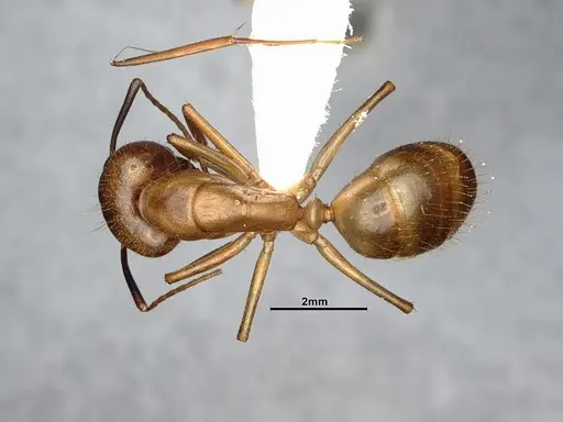 Camponotus fragilis specimen CASENT4031438 image casent4031438_1