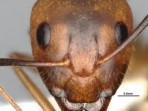 Camponotus fragilis specimen CASENT4031438 image casent4031438_2