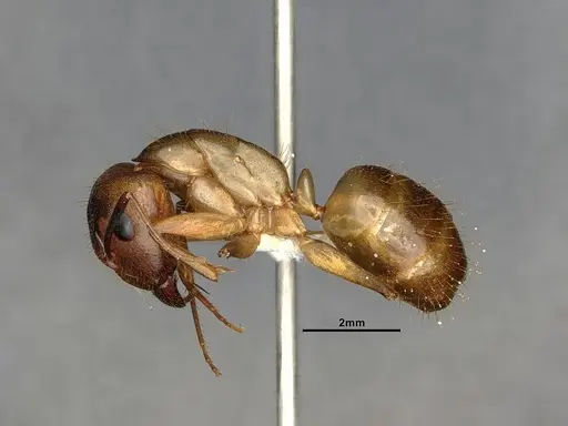 Camponotus fragilis specimen CASENT4031438 image casent4031438_3