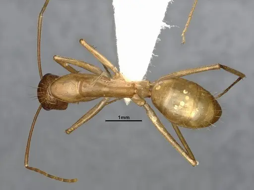 Camponotus fragilis specimen CASENT4031439 image casent4031439_1
