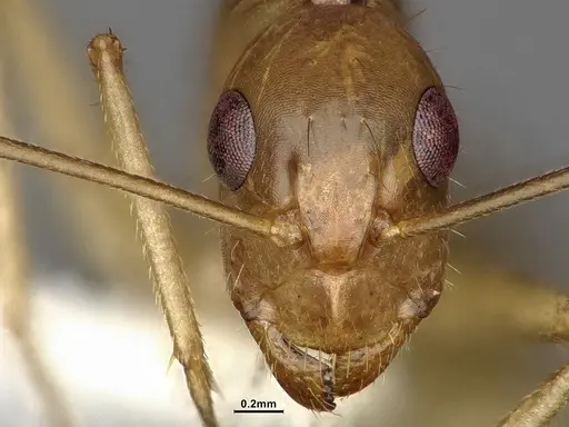 Camponotus fragilis specimen CASENT4031439 image casent4031439_2