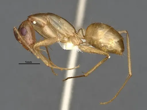 Camponotus fragilis specimen CASENT4031439 image casent4031439_3