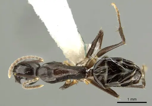 Camponotus fraseri specimen CASENT0915776 image casent0915776_1