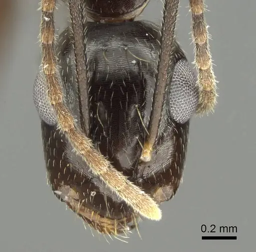 Camponotus fraseri specimen CASENT0915776 image casent0915776_2