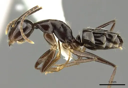 Camponotus fraseri specimen CASENT0915776 image casent0915776_3