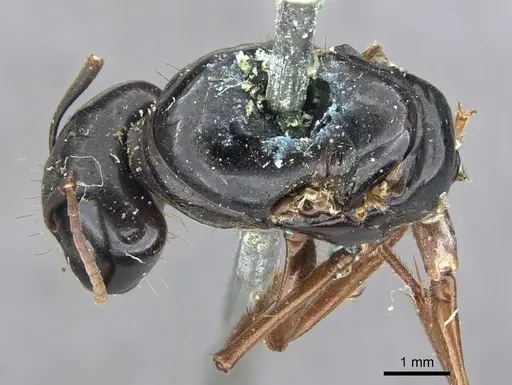 Camponotus friedae specimen CASENT0903599 image casent0903599_1