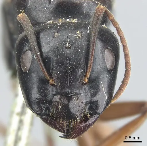 Camponotus friedae specimen CASENT0903599 image casent0903599_2