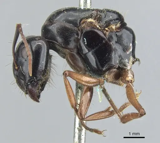 Camponotus friedae specimen CASENT0903599 image casent0903599_3