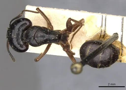 Camponotus friedae specimen CASENT0910282 image casent0910282_1